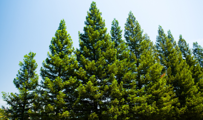 A forest of pine trees, which are a common species in North America alongside fir, spruce and cedar. 