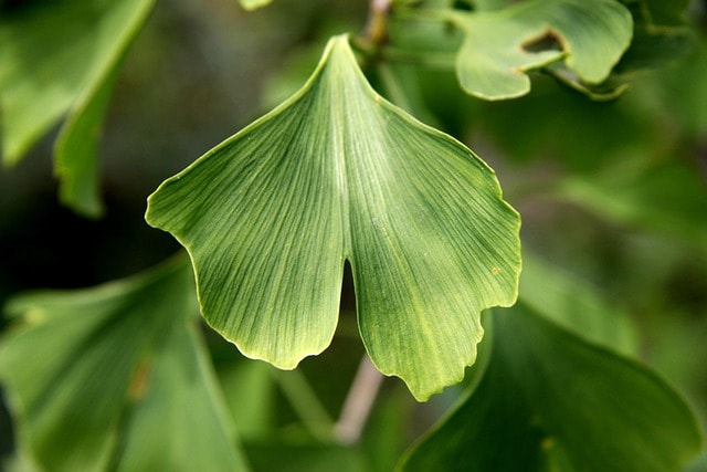 ginkgo biloba, blade, ginkgo biloba, ginkgo biloba, ginkgo biloba, ginkgo biloba, ginkgo biloba