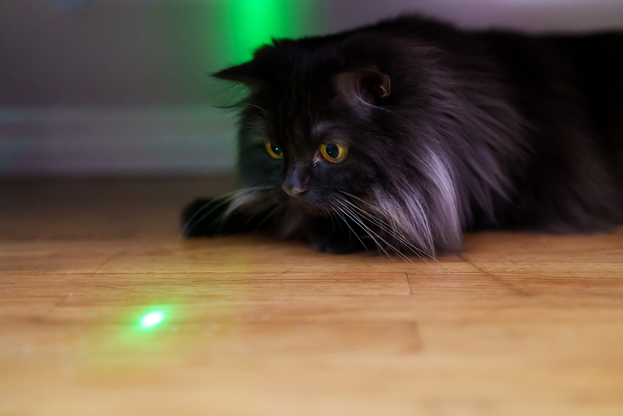 person playing with the cat using laser