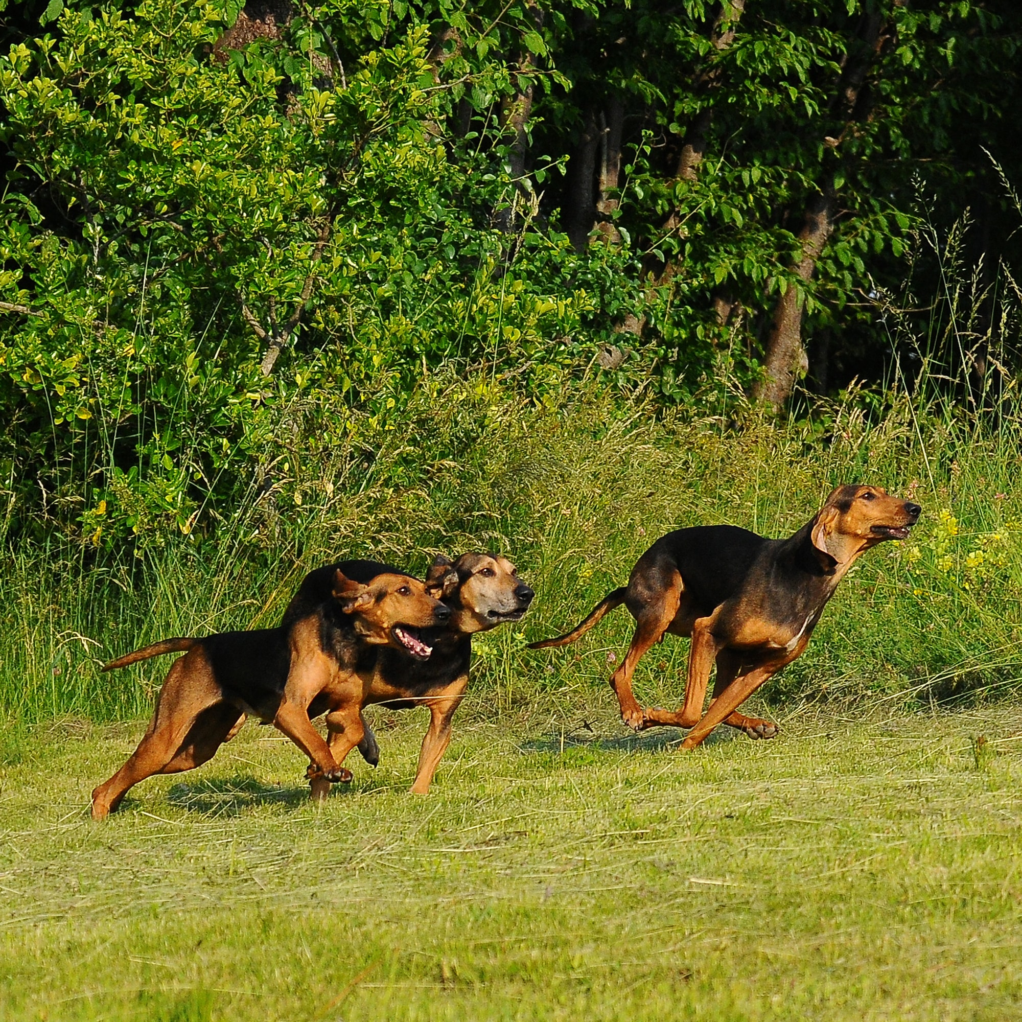 A group of Segugios running in a field
