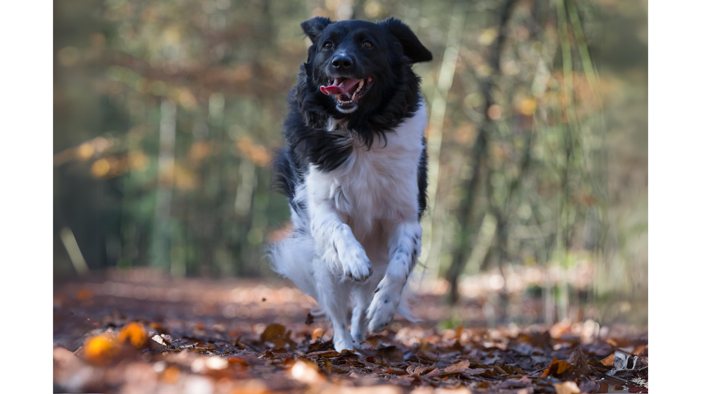 A Stabyhoun running through a forest trail