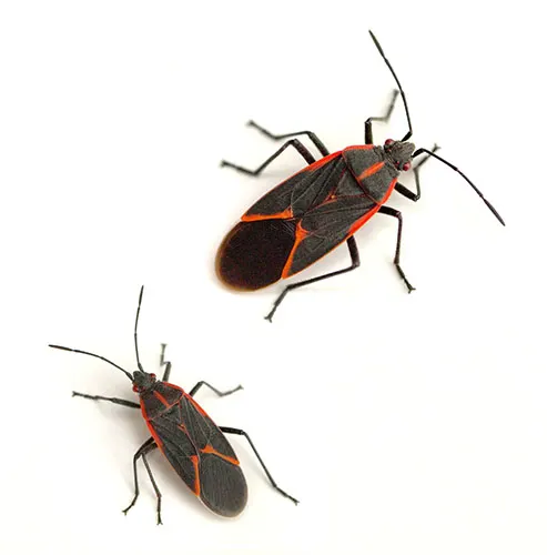 An image of two adult box elders on a white background. 