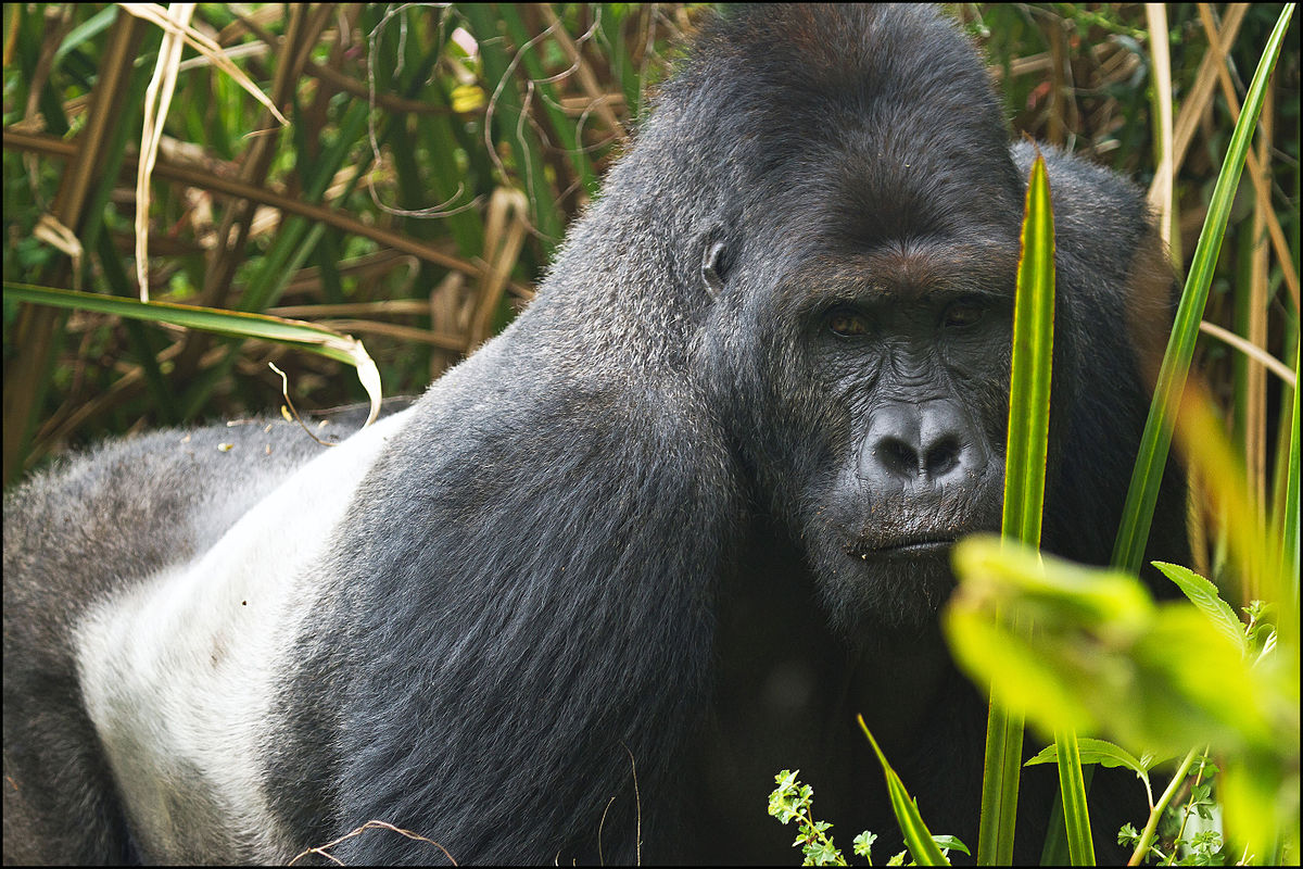 Eastern Lowland Gorilla, Animals that start with E