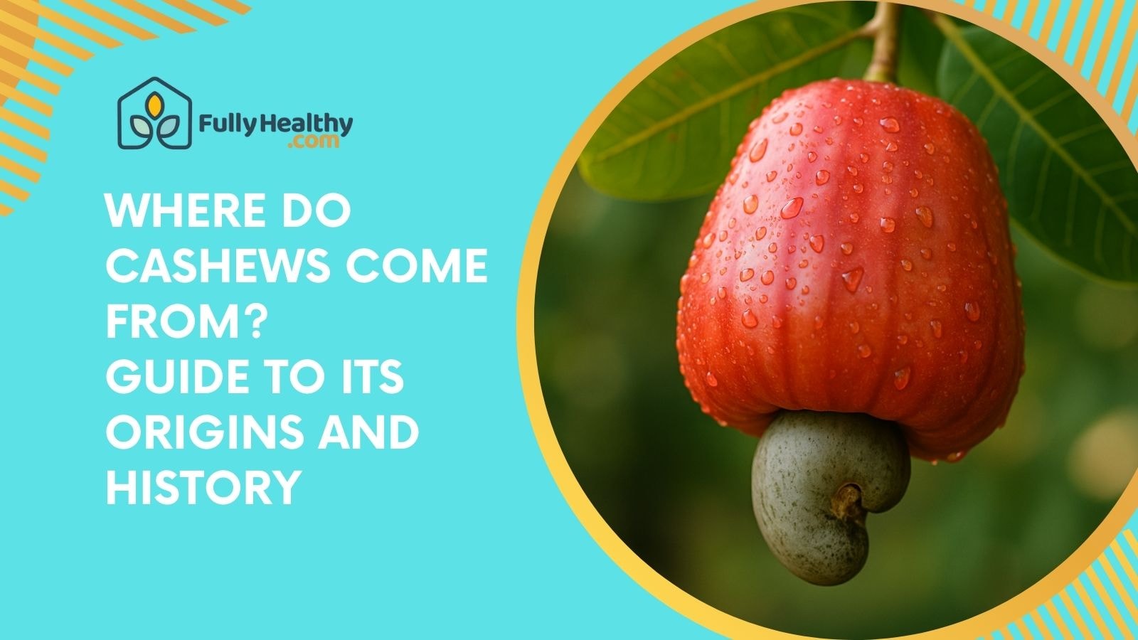 Where Do Cashews Come From? Guide to its Origins and History