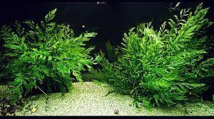 African Water Fern (Bolbitis heudelotii) Species Profile ::  AquariumDomain.com