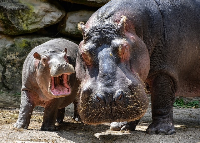 hippopotamus, hippo, mother