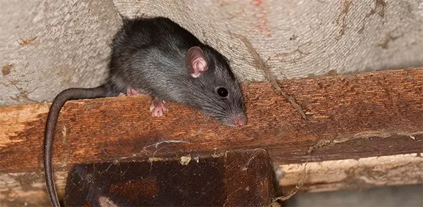 An image of a roof rat perching on a wooden beam in an attic.