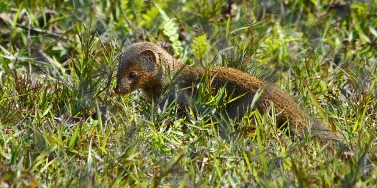 interesting animals in el yunque