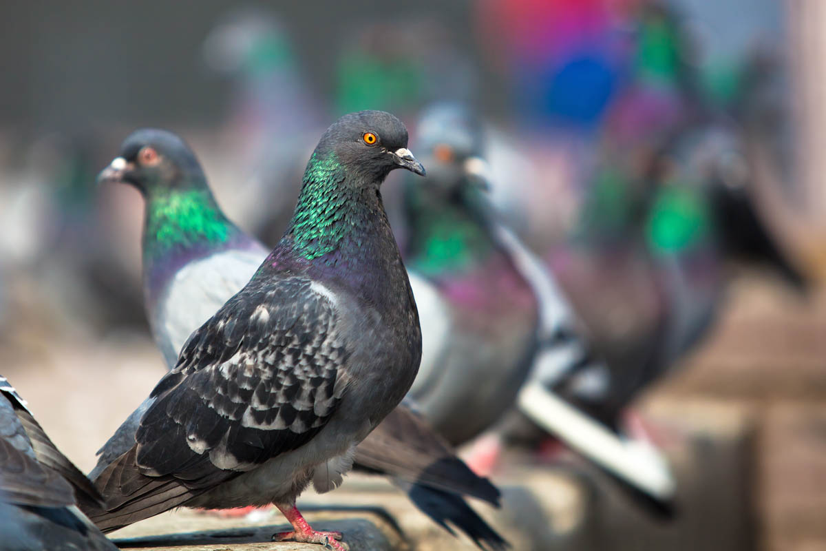 Pigeons and Cold Weather Survival: Expert Insights