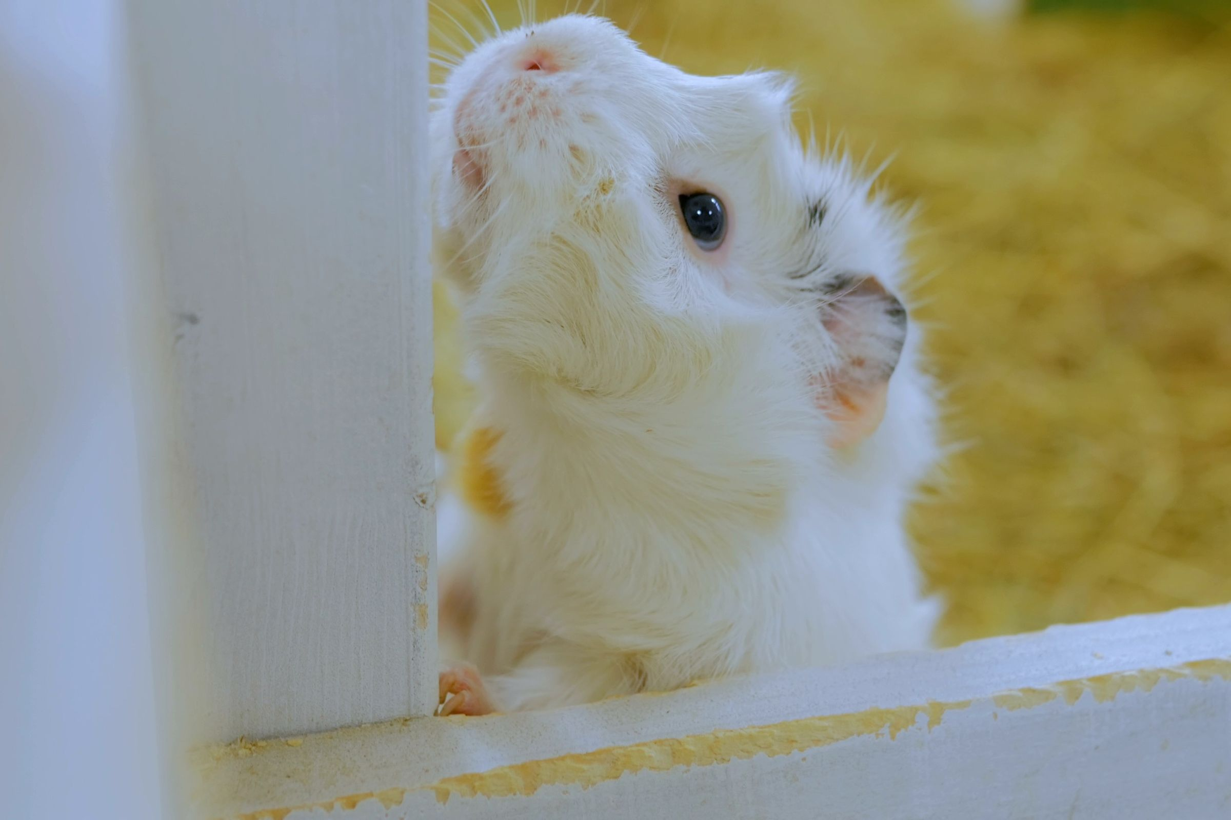 Albino Guinea Pig's cage