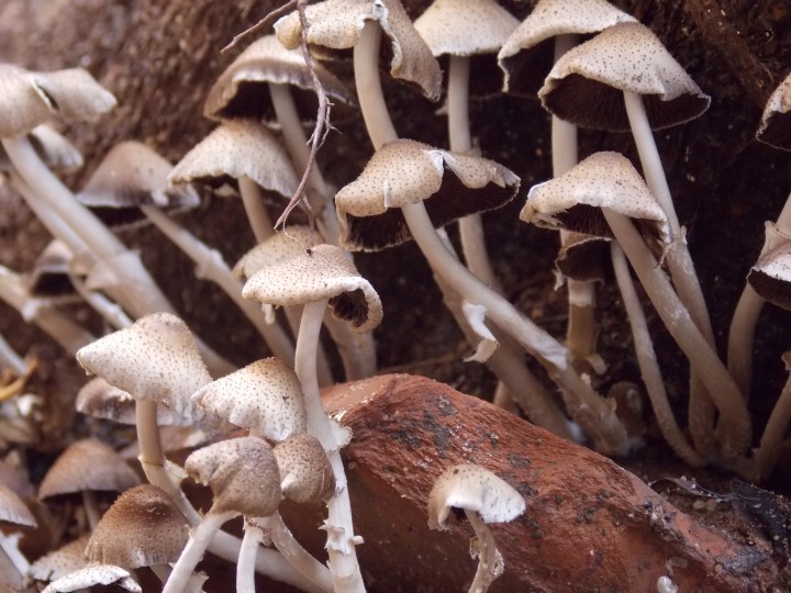 magic mushrooms Canada