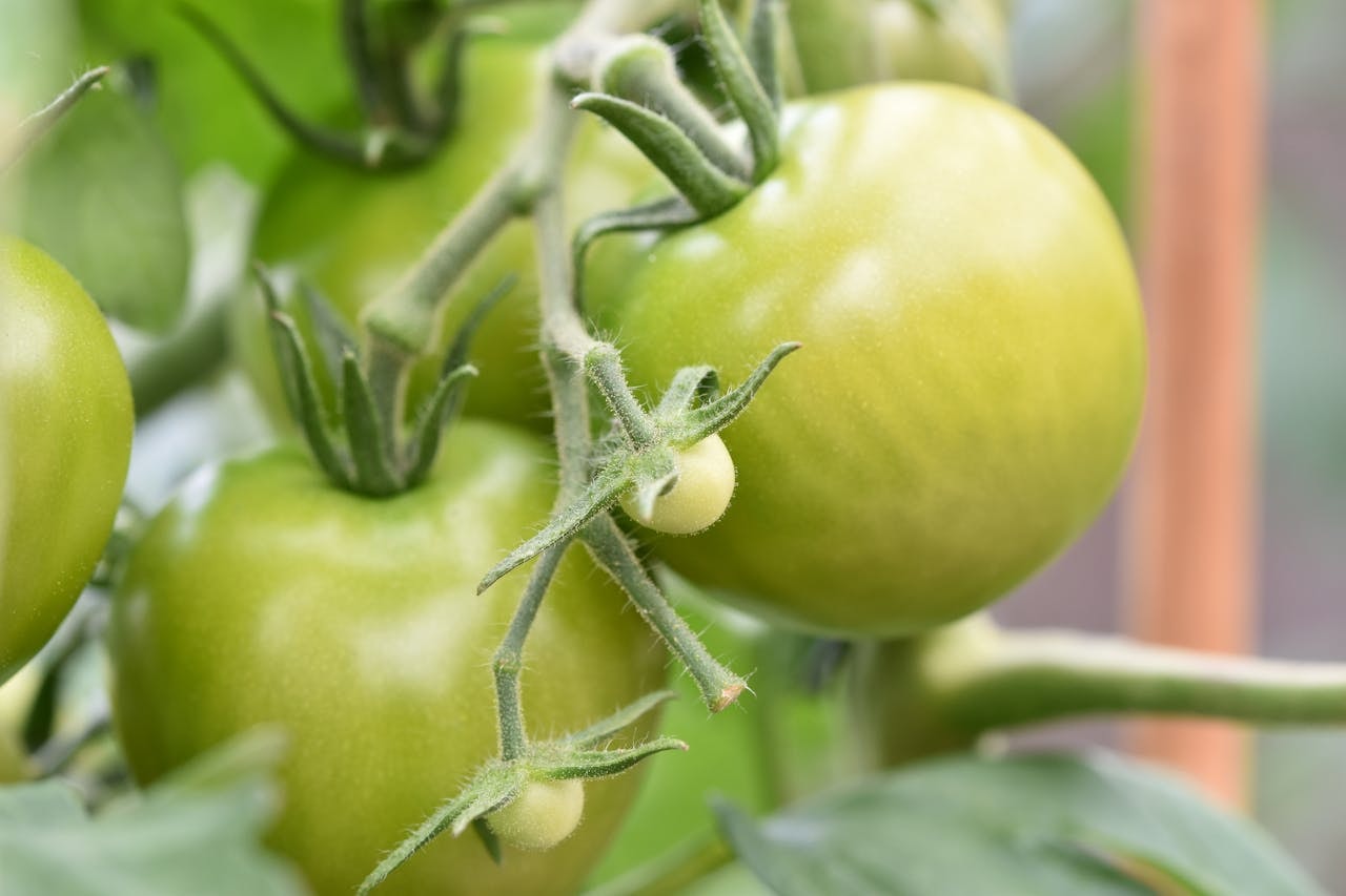 Green tomatoes growing near a window. Green tomatoes growing near a window.