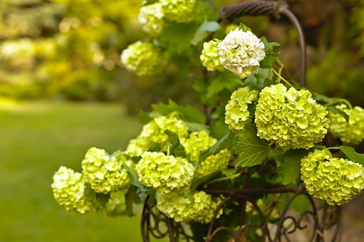 Kwiaty kaliny koralowej roseum Kwiaty kaliny koralowej roseum