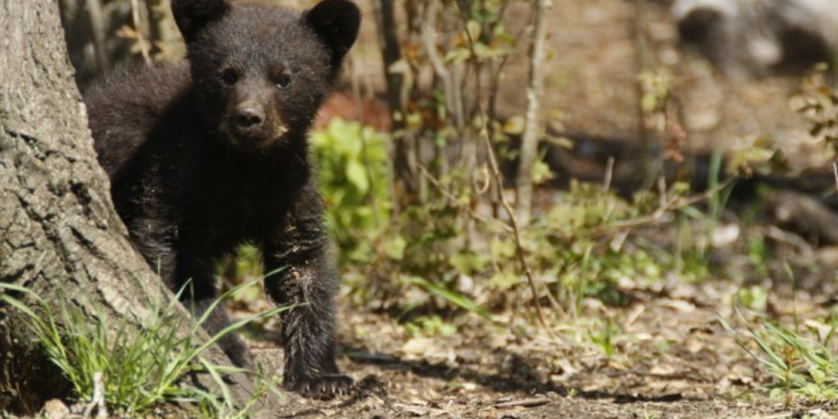 interesting animals in yosemite