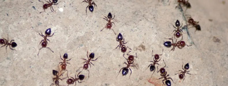 An image of ants swarming on concrete inside a home.