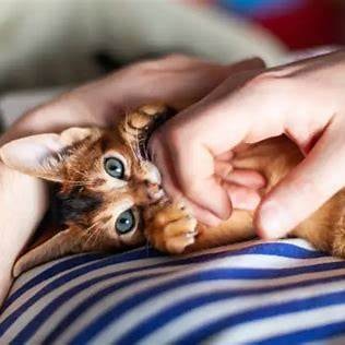 Abessijn-kitten houdt vinger vast met pootjes en bijt speels