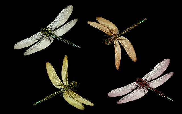 animal, dragon-fly, insect