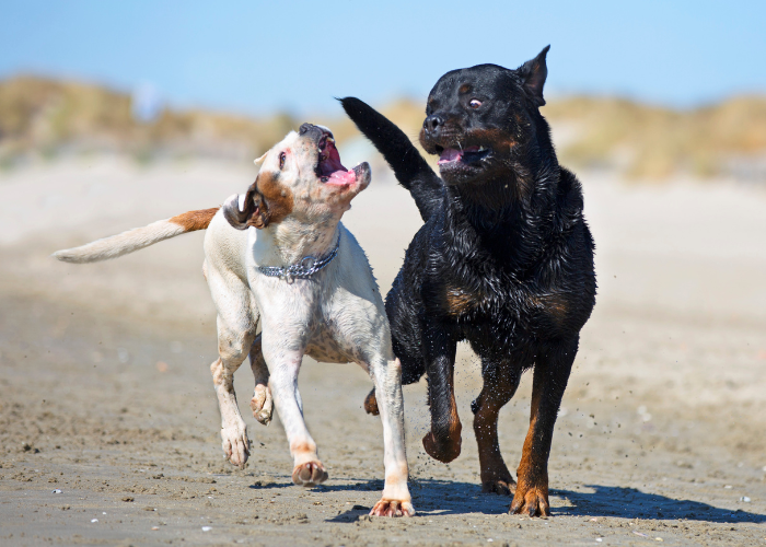 A black and tan Rottweiler next to a Boxer