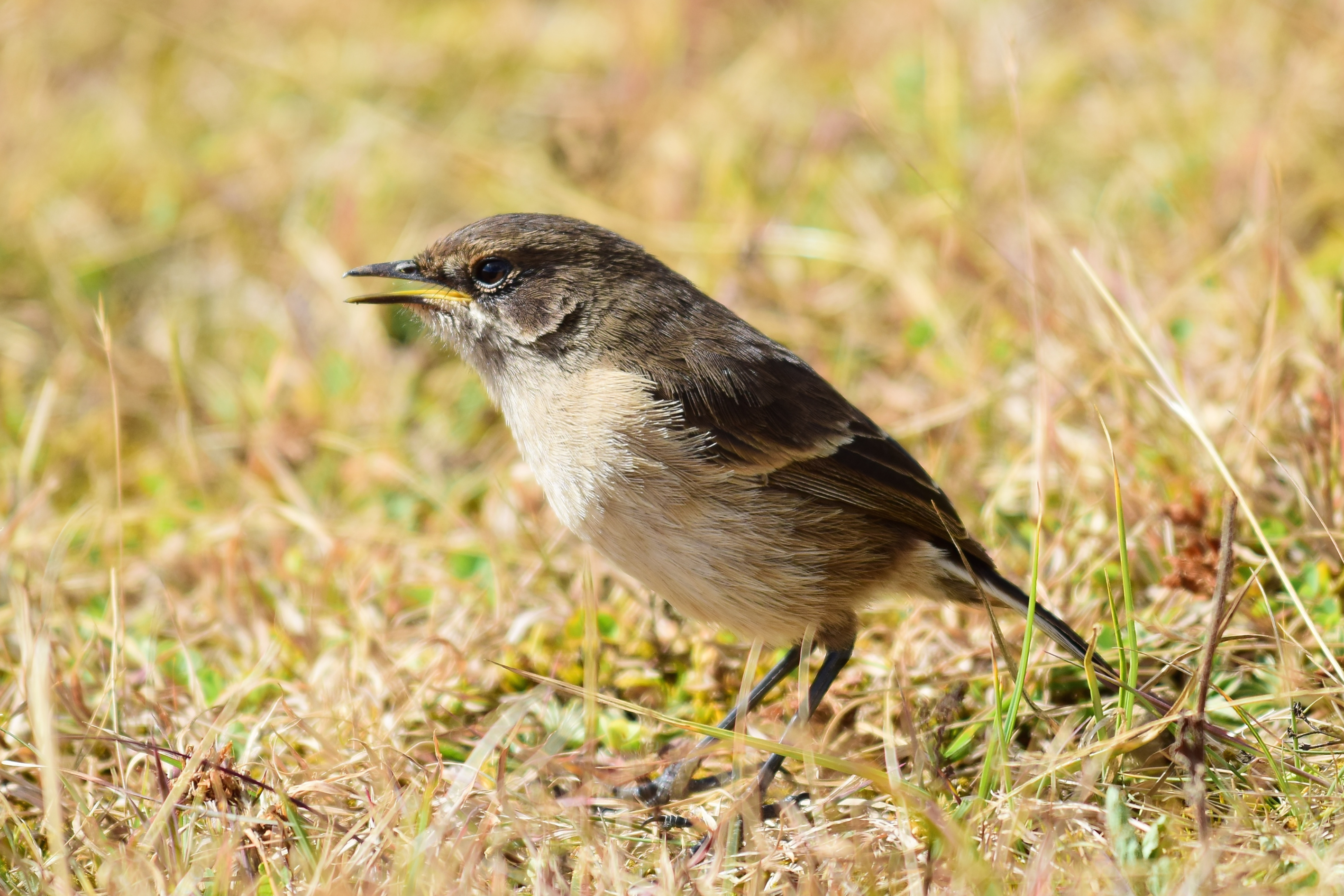 African Forest-Flycatcher, Animals that start with A.