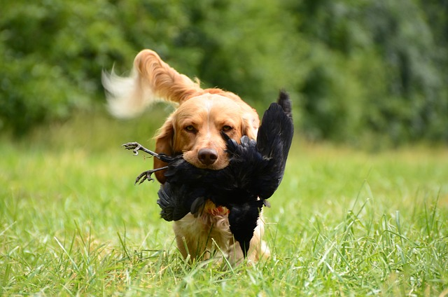 retrieve, dog, german quail
