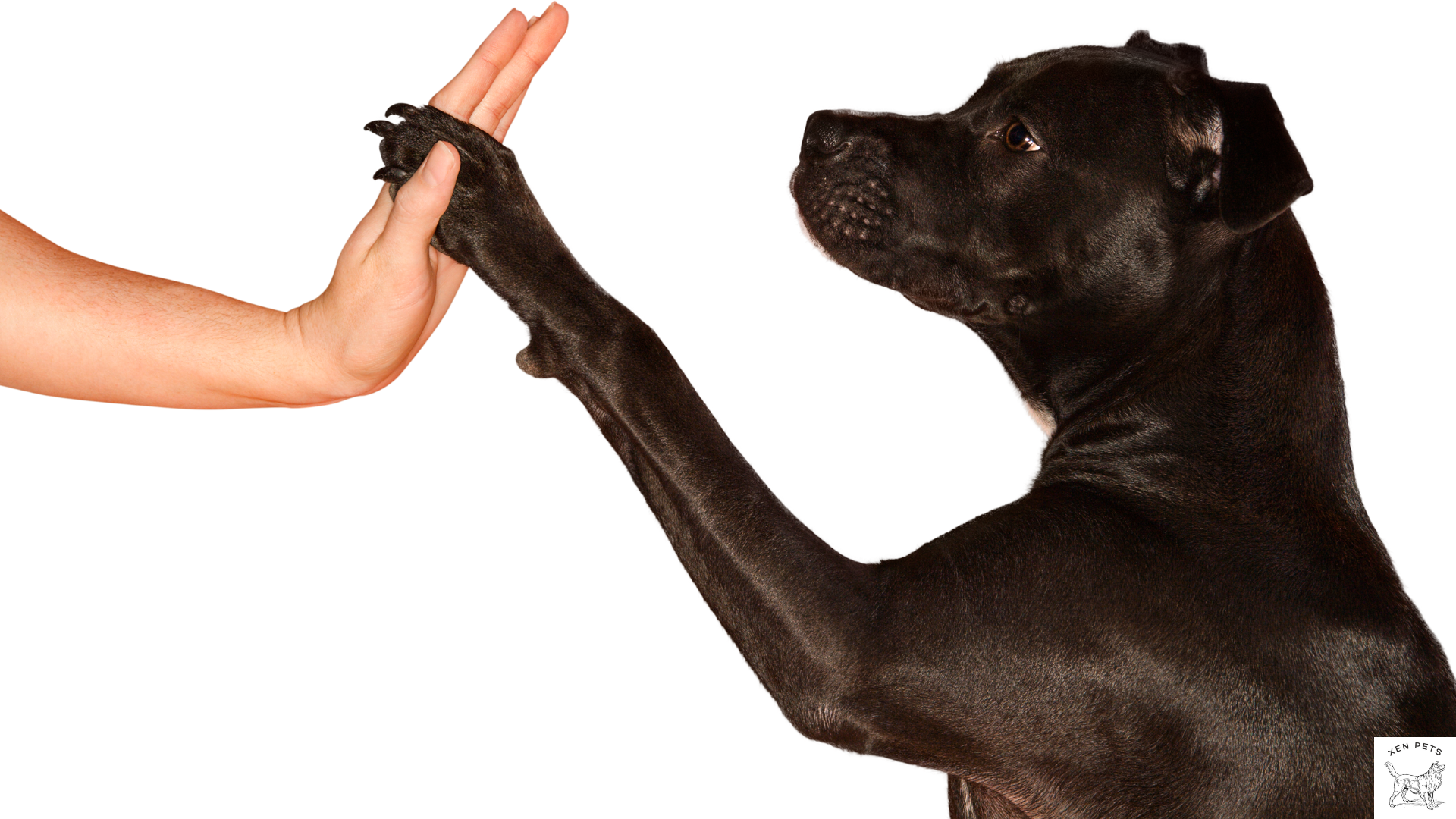 dog high five