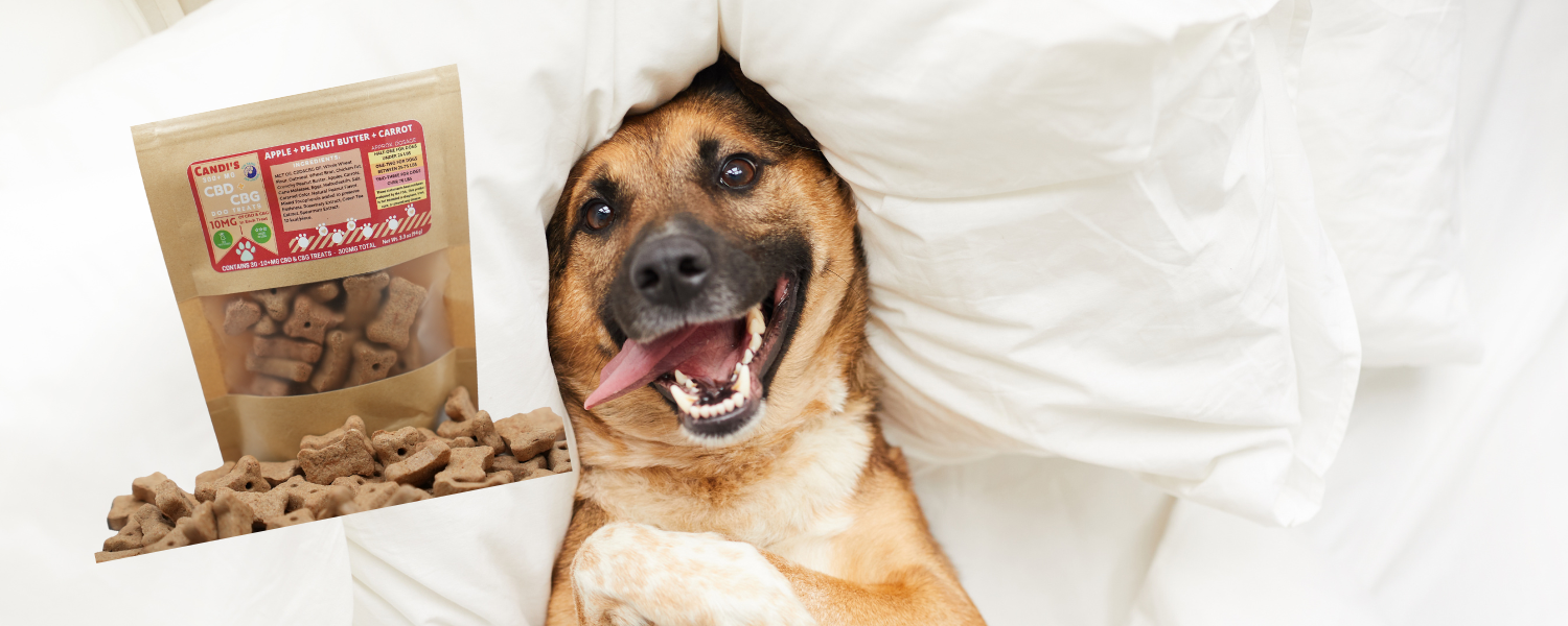 An image of a dog laying in bed with a bag of CBD and CBG treats