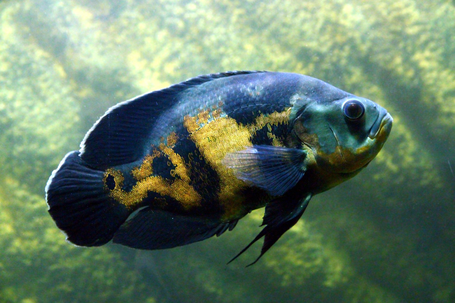 Bichir fish in the planted aquarium