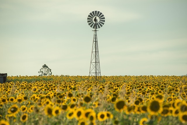 sunflowers, sunflower field, queensland, yellow flowers, field, nature, nobody, australia, toowoomba, rural, sunflowers, sunflowers, sunflower field, sunflower field, australia, australia, australia, australia, australia