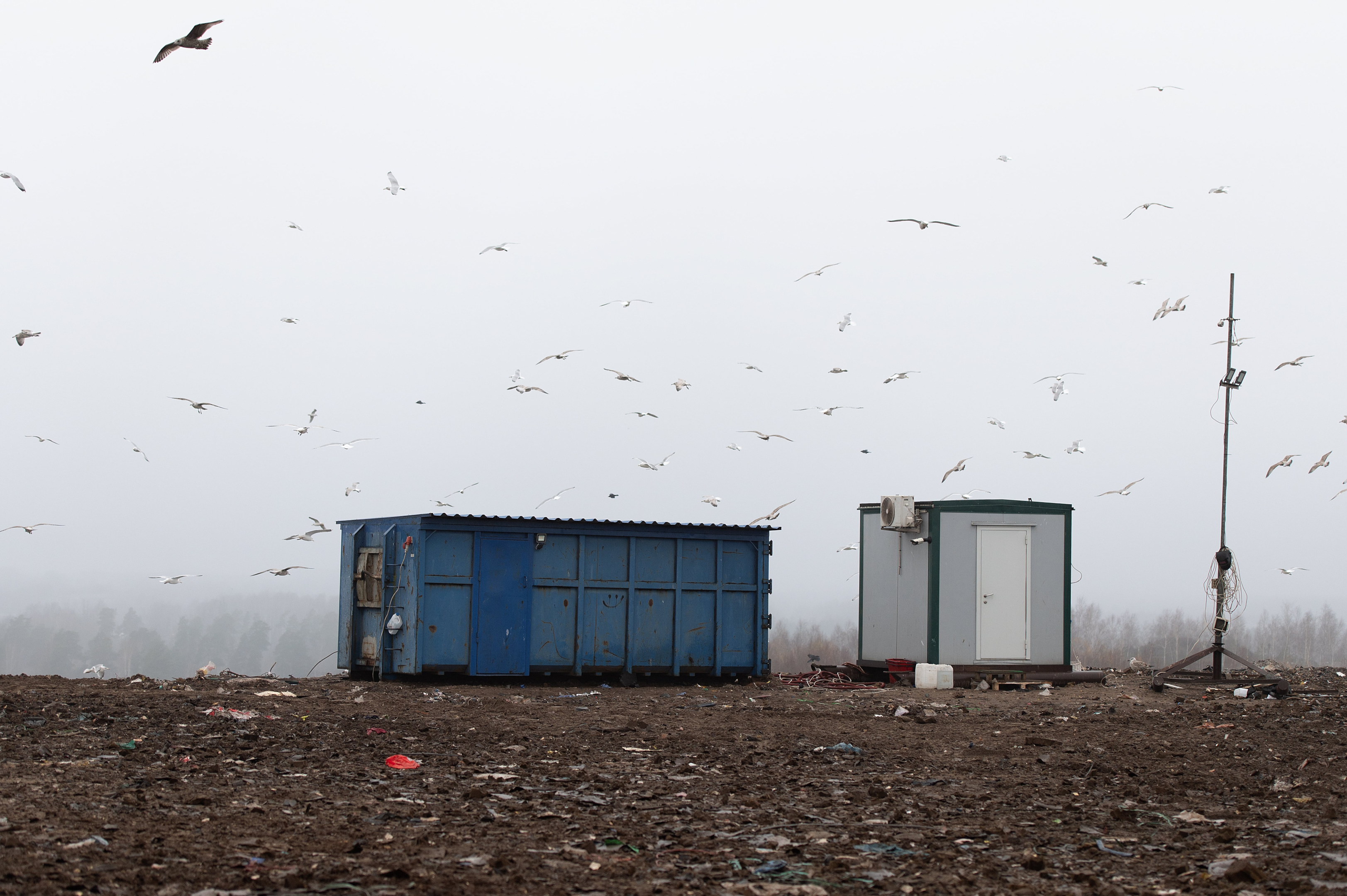 Birds flying over a landfill site