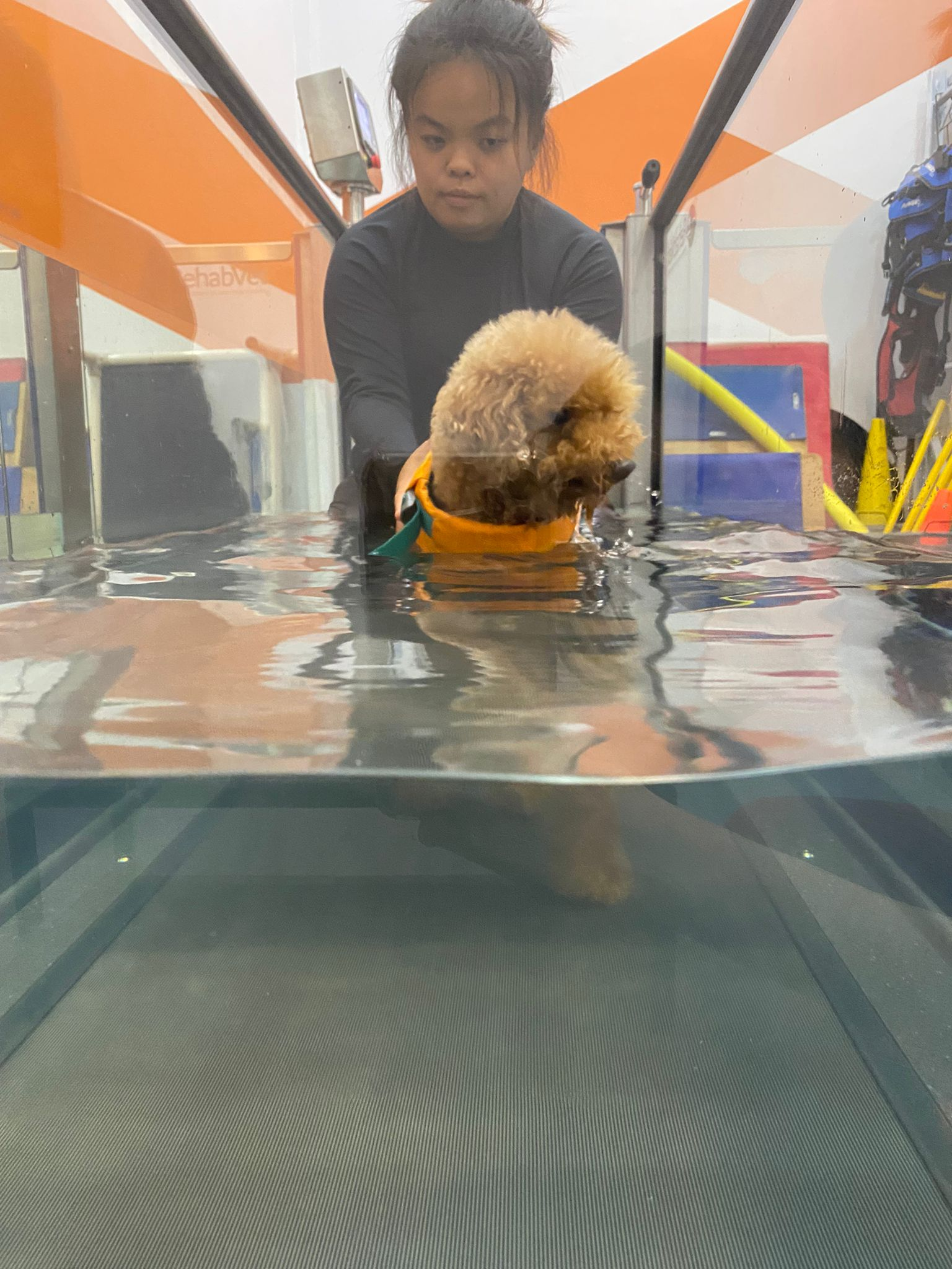 A dog in a professional setting with an underwater treadmill