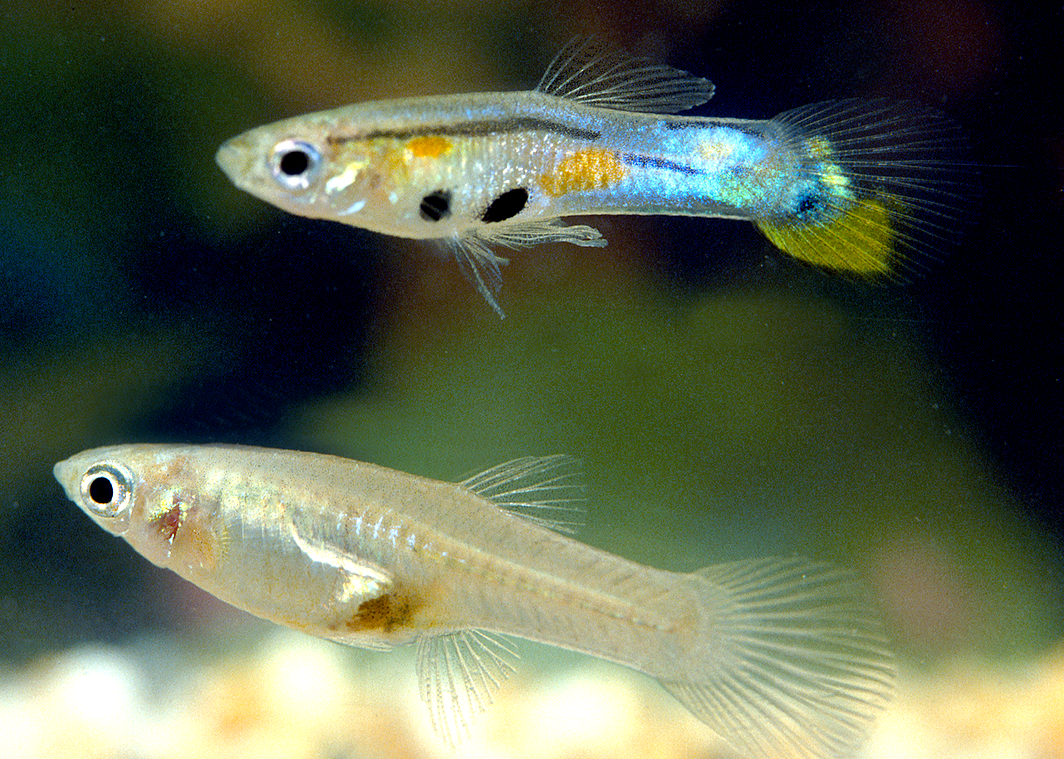 Hardy fish like guppies are good option