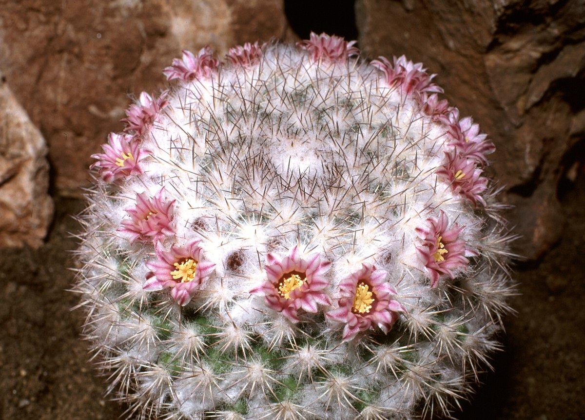 colorful cacti