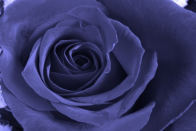 rose, purple, flower, bloom, floral, close up, different, petal, still life, blue rose, beautiful flowers, blue life, nature, blue closed, flower wallpaper, still life, blue rose, rose flower, flower background, blue rose, blue rose, blue rose, blue rose