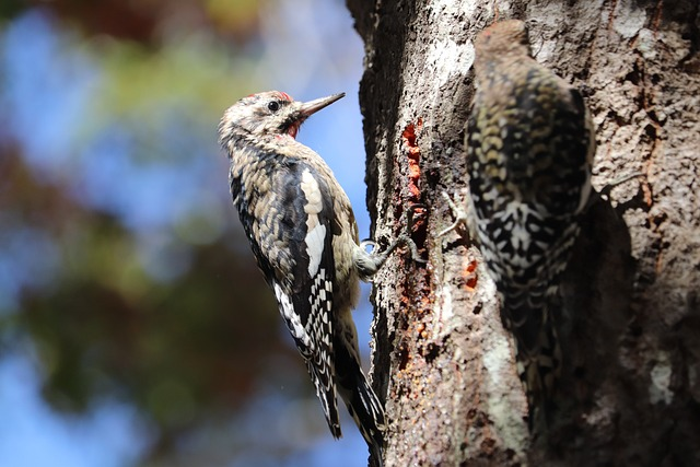 woodpeckers, birds, tree bark