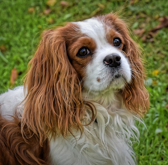 dog, cavalier king charles spaniel, funny