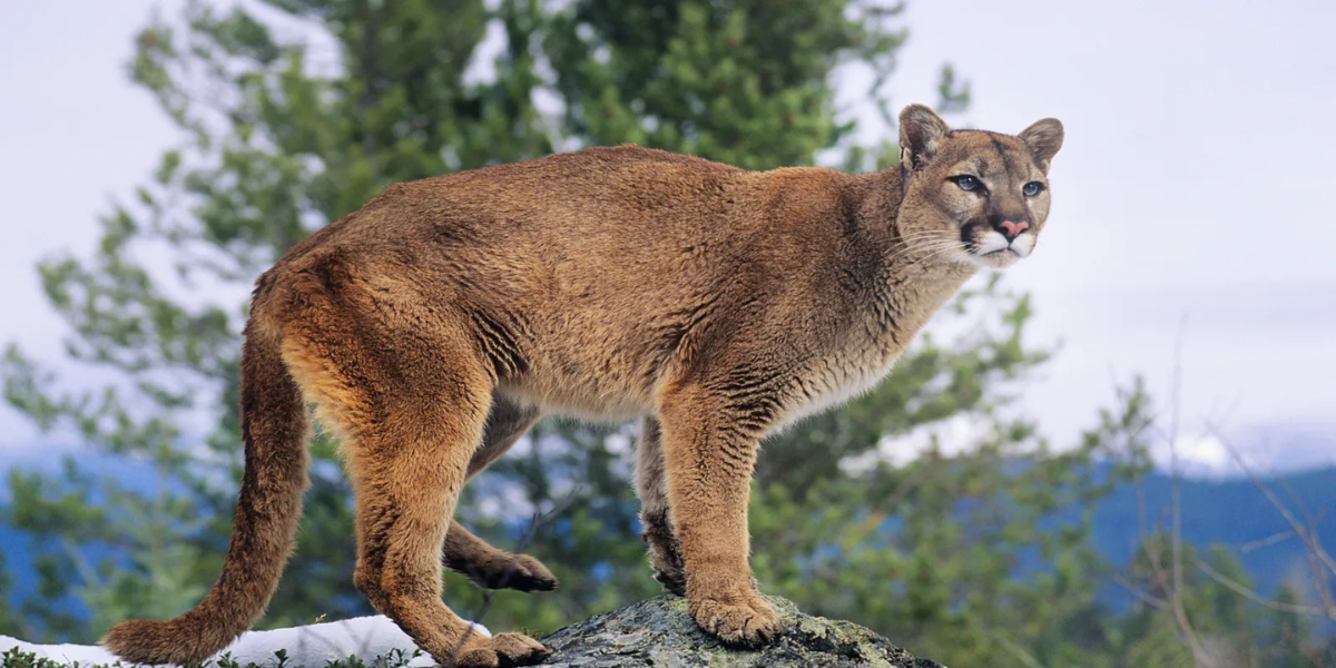 interesting animals in lake tahoe