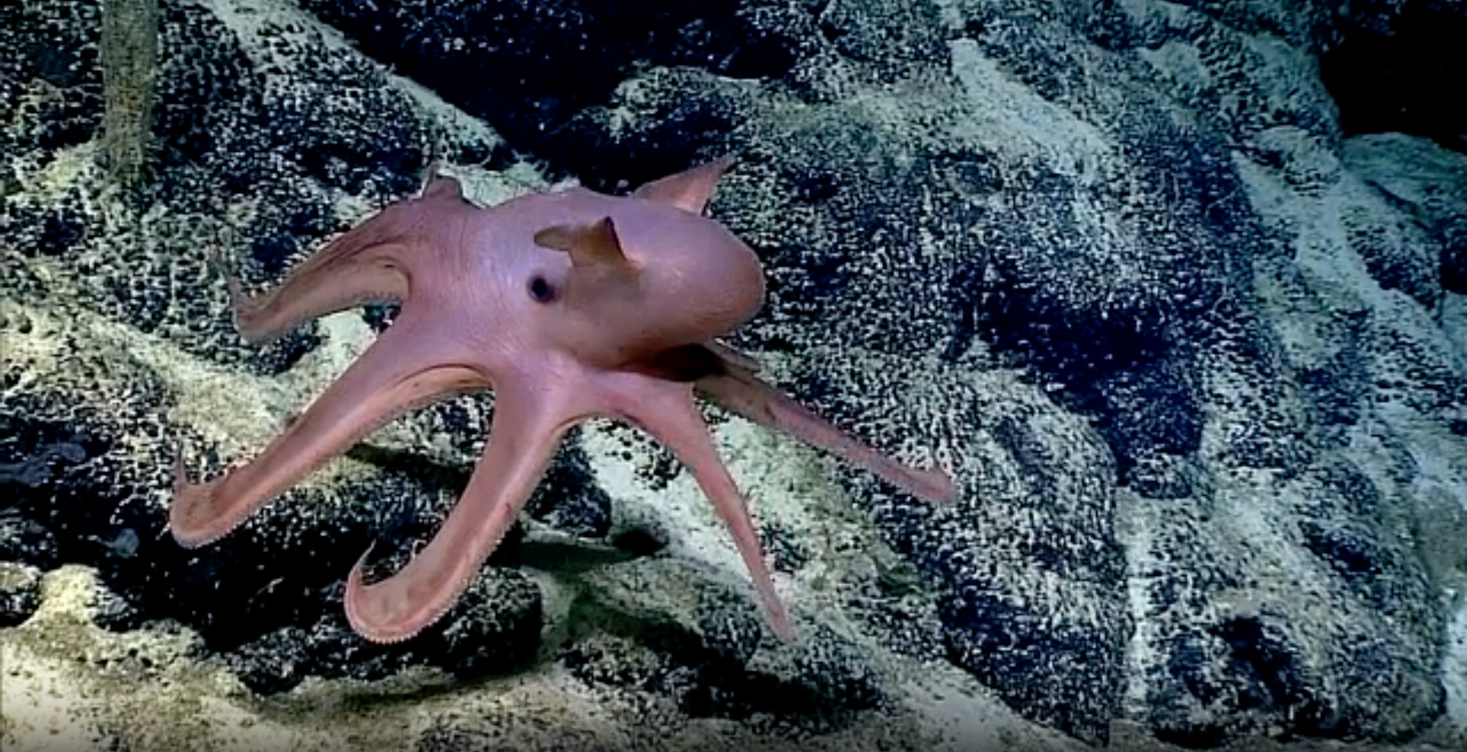 Dumbo Octopus