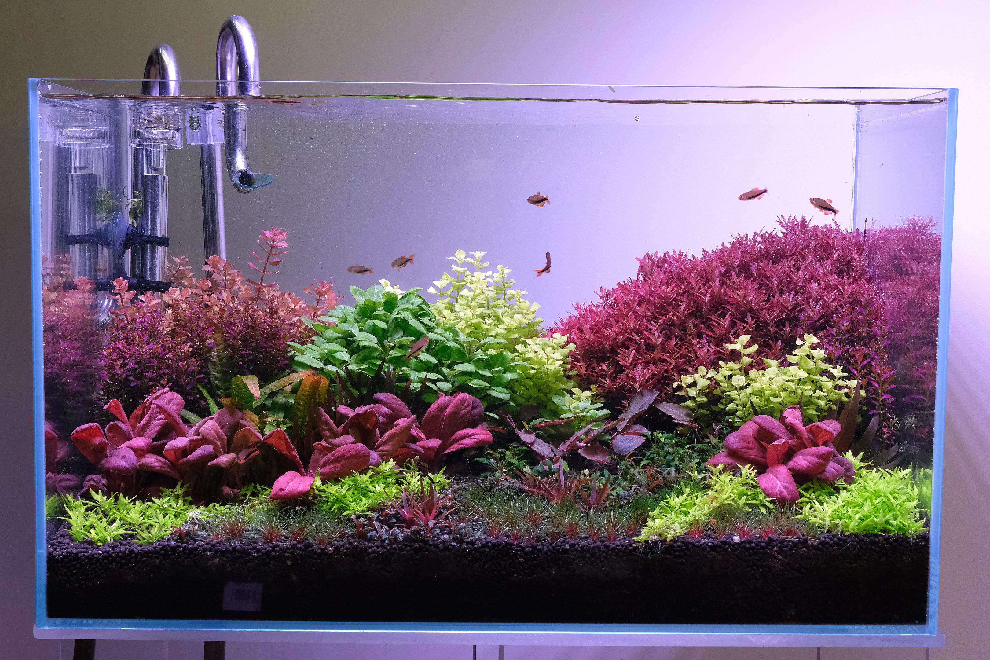Dutch style aquarium lit by Week aqua A430 at 70R 70G 70B setting