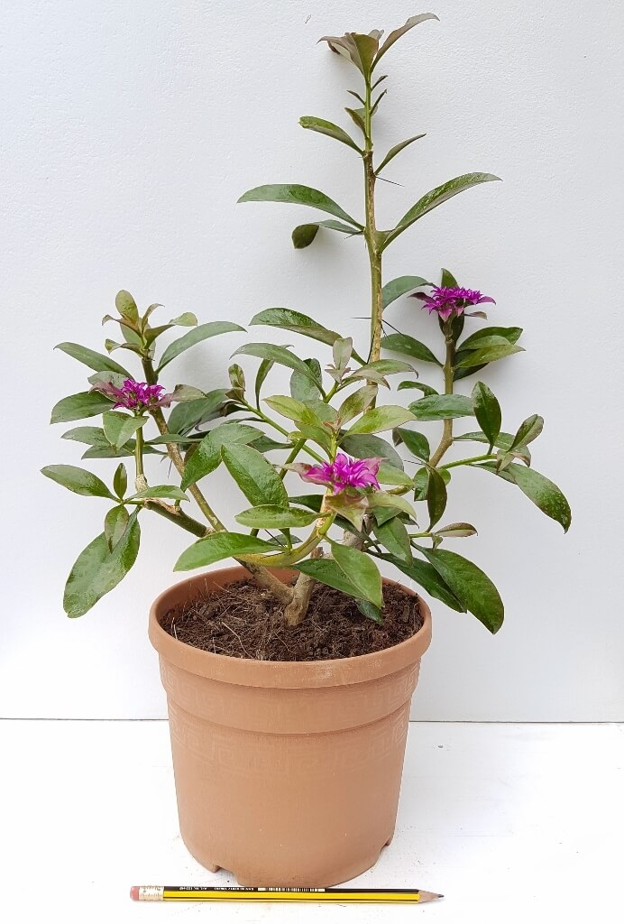 flower cacti, rose cactus