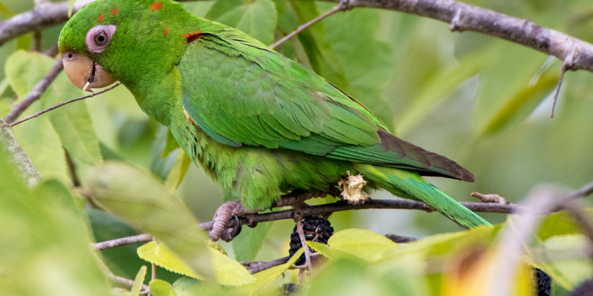 interesting animals in cuba