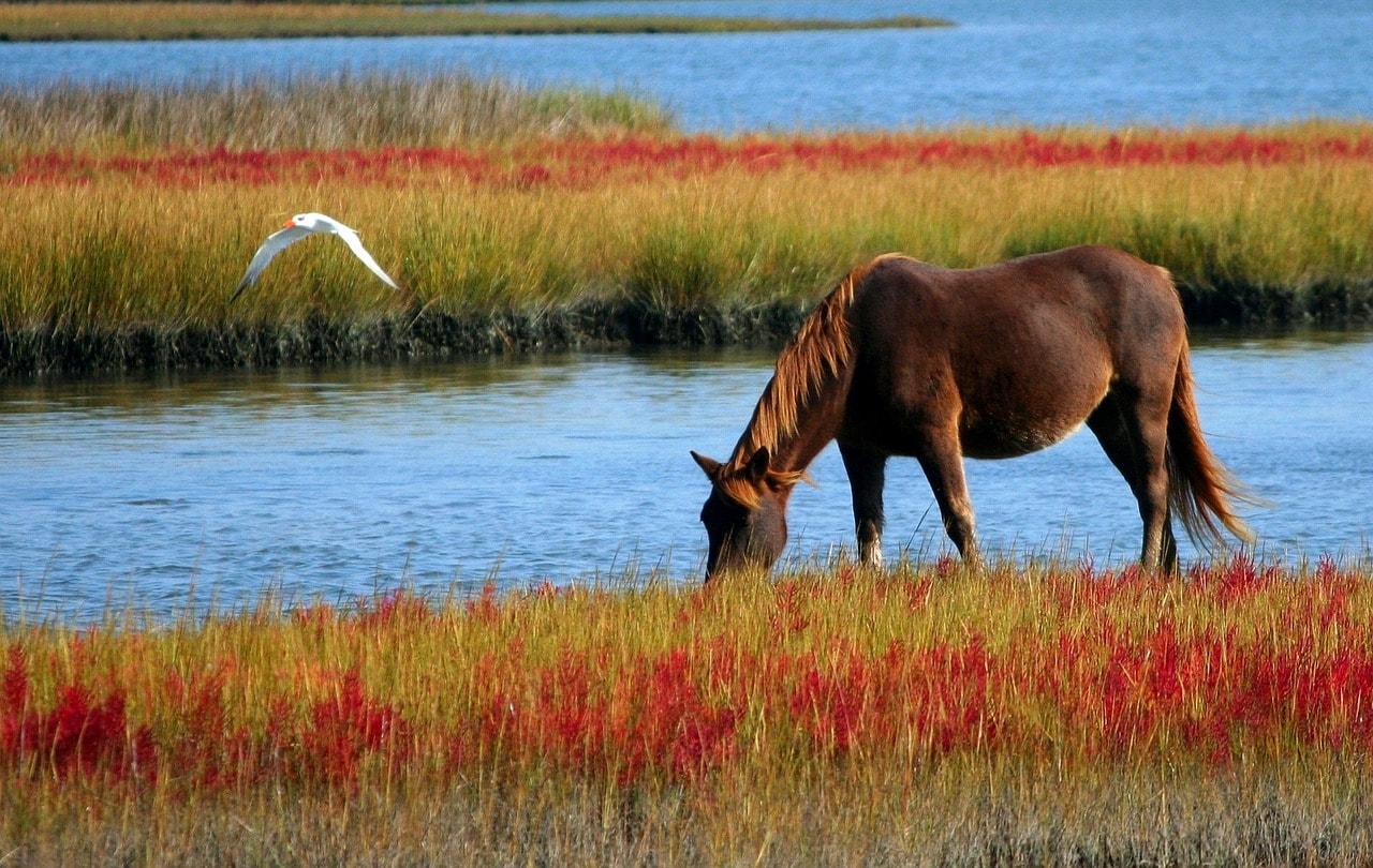 Chestnut horse grazing in field of red flowers near lake.
