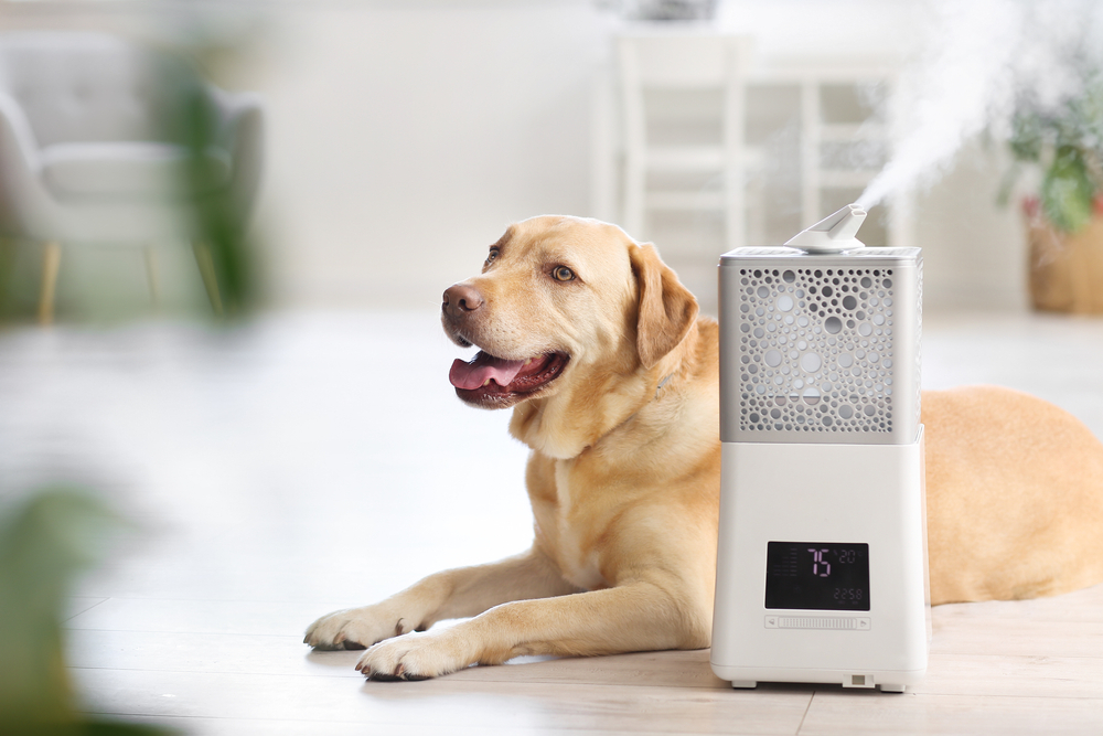 Air Purifier For Pets 