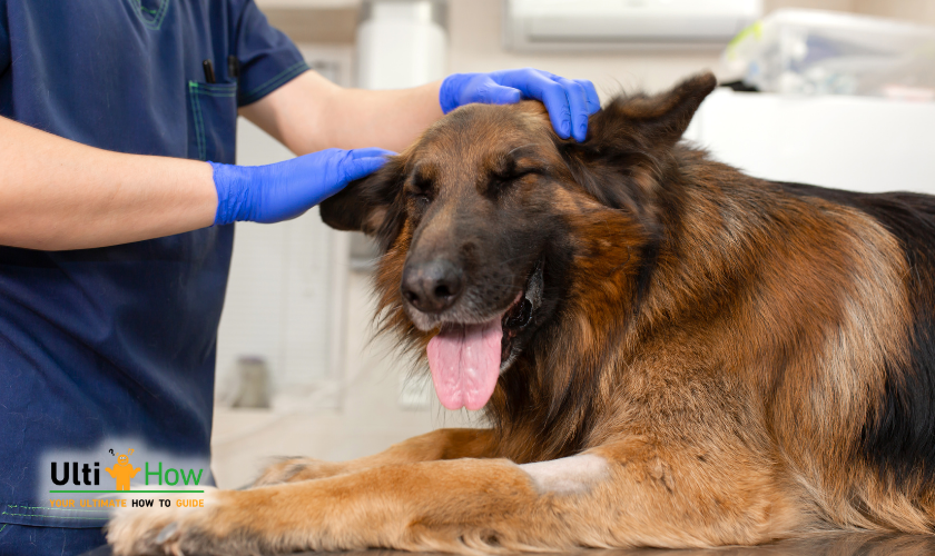 Vaccinate, Deworm, and Deflea, Your German Shepherd in a post about How to Take Care of a German Shepherd