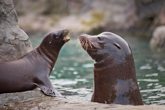 sea lion, sea creatures, water, Orland, FL, sea world