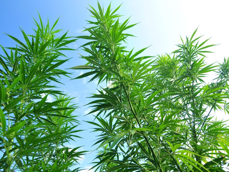 cannabis sativa plants in front of blue sky