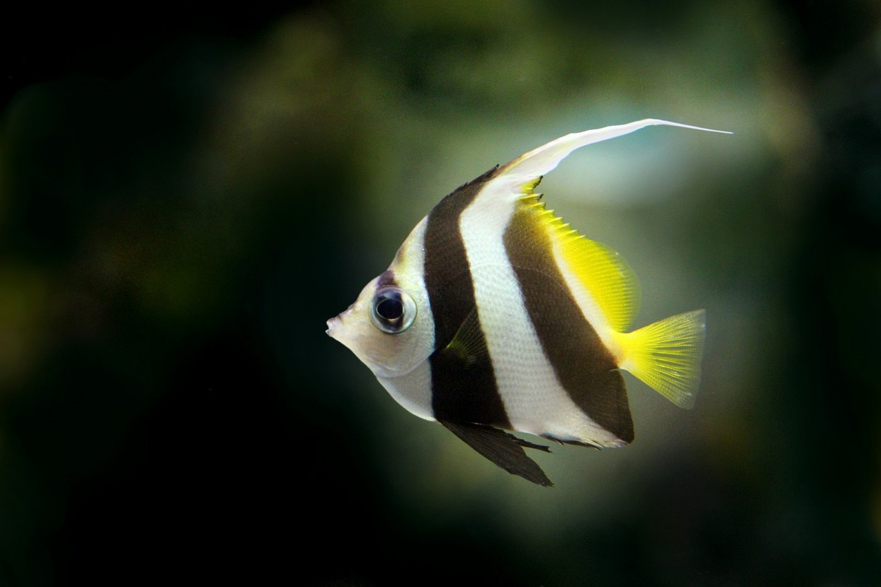 What Size Tank Do I Need For An Angelfish? - Aquarium Passion