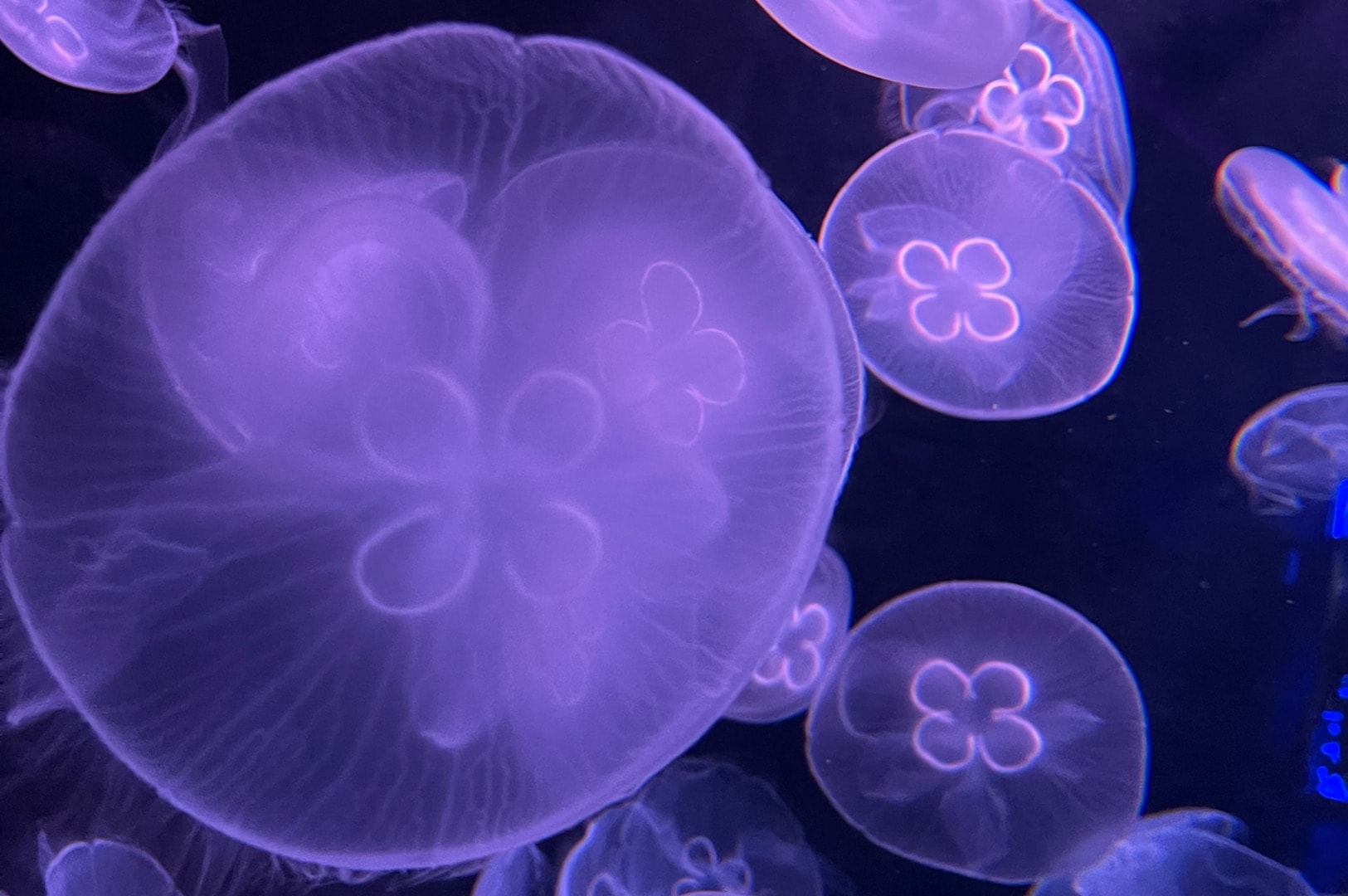 Translucent jellyfish glow with a soft purple hue against a dark background, displaying delicate, intricate patterns that convey a serene, ethereal mood.