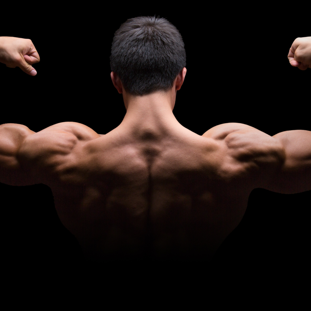 Testosterone increased muscle mass 