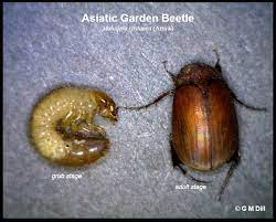 Asiatic Garden Beetle - Home and Garden IPM from Cooperative Extension -  University of Maine Cooperative Extension