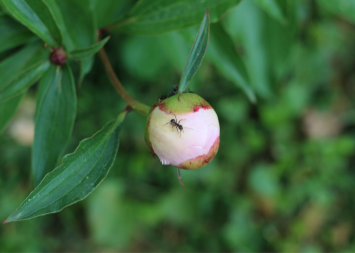 Ants crawling on a garden plant